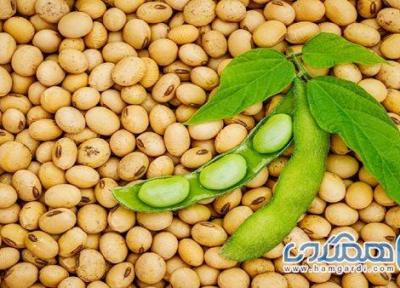فواید شگفت انگیز پروتئین سویا
