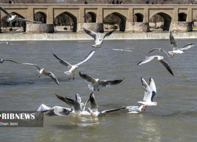 میهمانان زاینده رود