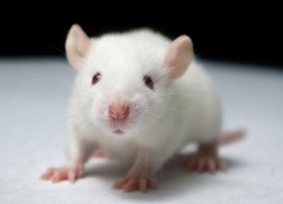 فیلم ، دانشمندان نورون های انسان را به مغز موش پیوند زدند!